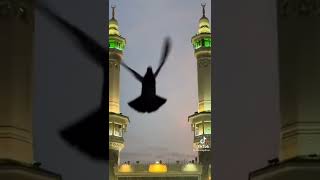 Sholawat ilahilas tulilfirdausi ahlaa sholawat penggoda tuhan viral Tiktok #shorts #youtubeshorts