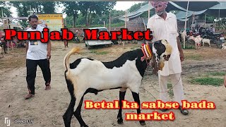 अच्छी नस्ल की बकरी के लिए पंजाब मार्केट . punjab bakra mandi.