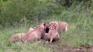 8 Lionesses fighting over a warthog.