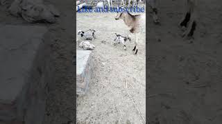 #cute #animals #goatbabies #shortvideo #shorts #viral