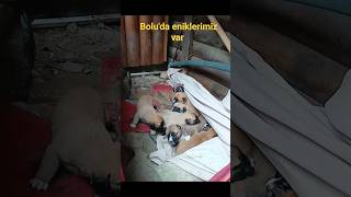 Bolu'ya gittik köpek sevdik #bolu #enik #köpek #2023 #tatlış #gölcük #yavruköpekler #viral #video