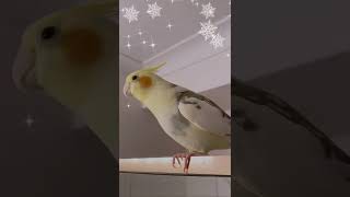 Funny Cockatiel Video - Cockatiel singing jingle bells