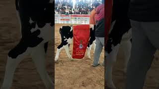 #pdfa #animals #breeding #viral #trending #cow #ytshorts #shortvideo