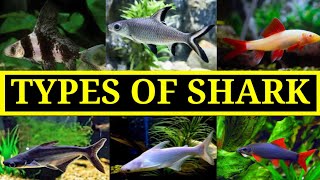 TYPES OF AQUARIUM SHARK #viral