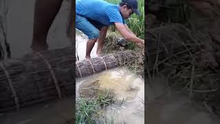 Khmer Traditional Bamboo Fishing Trap at the rice field get more Shrimp and small fish #shorts