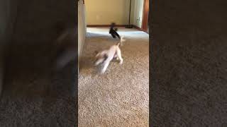 Around & around go the shih tzus! #shihtzulove  #shihtzuplaying #cuteshihtzu #cuteshihtzuvideos