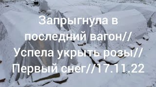 Запрыгнула в последний вагон//Успела укрыть розы//Первый снег//17.11.22🌹❄️