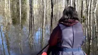 Canoeing in flooded forest of Soomaa