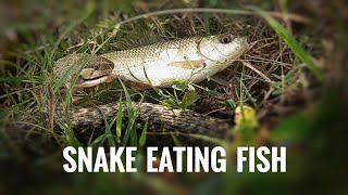 SNAKE EATING FISH||  FISH||  SNAKE||