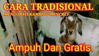 CARA TRADISIONAL MENGOBATI KAMBING MENCRET ampuh dan gratis