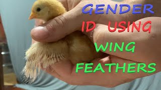 Chick Gender Determination Using Wings for American Standard Breeds