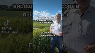 Порівняння 17 сортів пшениці озимої #shorts  #farming #agriculture #пшениця