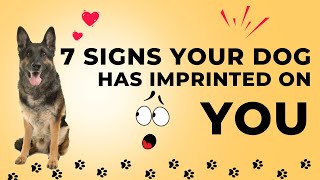 "7 Signs Your Dog Has Imprinted on You: Body Language Revealed!