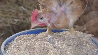 Maxime Almeida, éleveur de volailles de chair et poules pondeuses Bio dans les Yvelines (78).