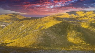 2023  Wildflower Mountains in Carrizo Plain