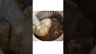 Cute Cat couple cuddling in washing machine