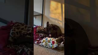 Smooth brain. #chihuahuamix #rescuedog #funnydogvideos