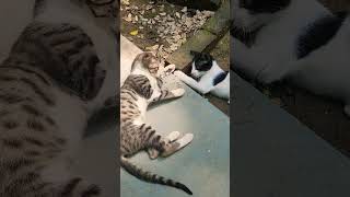 Playmates #cat #kitty #kittens #catlover #funnykittens #crazykitty #shortsvideo