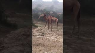 Two young camel baby fight each other #viralvedio