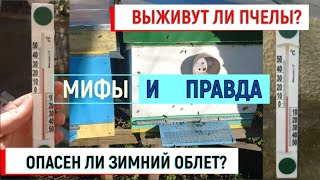 Выживут ли пчелы? Опасен ли зимний облет? Мифы и правда.