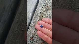 Royal blue sapphire for engagement ring or pendant