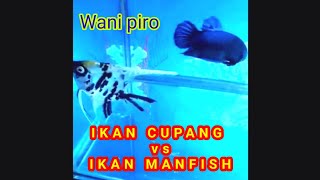 Ikan Cupang vs Ikan Manfish.