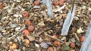 Vole guards for the nursery