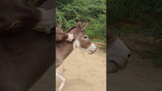 #animals #donkey #youtubeshorts #shortvideos #shorts #pets