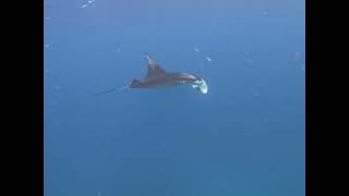 Diving With Manta Rays