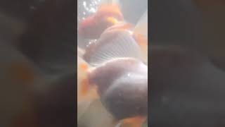 goldfish views under water