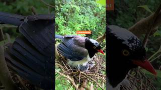 A mother bird protects her young in heavy rains #nature #birdlife