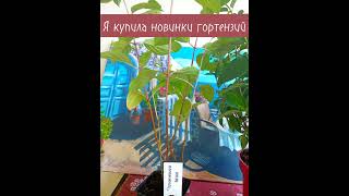 Выставка ландшафтного дизайна в Москве. Новинки гортензий в мою коллекцию!