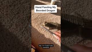 Hand Feeding My Bearded Dragon