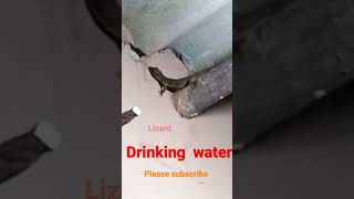 rare video   ...water drinking lizard