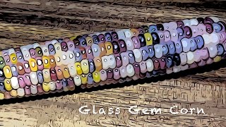 Glass Gem Corn - which kernels produce most colorful corn?