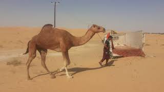 Camel Unloading Beautiful Camel  Camel Videos Dubai Camel | Gulf Camel