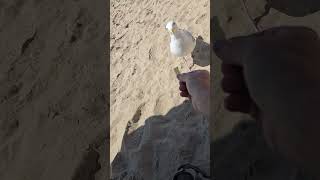 FRIENDLY SEAGULL