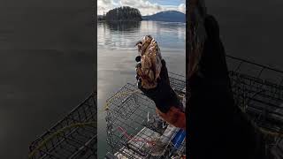 Pulled My Dungie Pots Yesterday! #crabbing #alaska #kingcrab #juneau #shorts