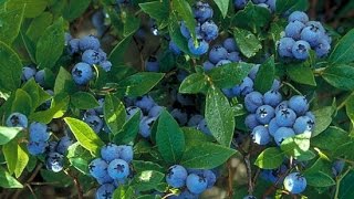 How to grow Blueberries