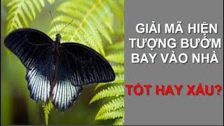 Giải Mã Hiện Tượng Bướm Bay Vào Nhà Tốt Hay Xấu - Là Điềm Báo Gì? Mẹ Thông Thái