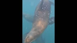 Playing with Sea Lions | Snorkeling | Cruiser life | Move with Leia  #shorts