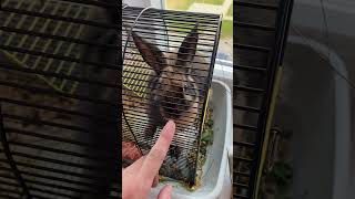 oh my god, the bunny is eating grass!!!#rabbit #pet #tiktok #fannyvideo #animal