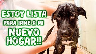 Perrita ABANDONADA encuentra su familia adoptiva perfecta 🥰