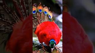 A small peacock 🦚#peacock #peacocks #peacocklove #birdsounds #mzai #malikai