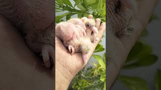 Pigeon cute baby 😍🕊️|| kabuter ke chute bacche #bird #pigeonbird #trending #video #pigeon #pigeonlov