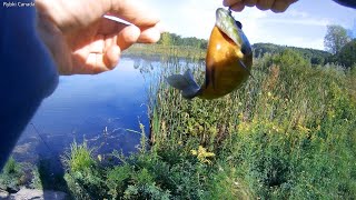 Jeziorko Małe ale Rybne (Small but fishy lake)