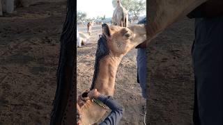 The camel owner is decorating the camel #ytshorts #camellove #camelfarm #shorts #camelculture