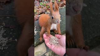 Squirrel Science Experiments: The Nutty Side of Life 😃🐿️✨ #adorableanimals #funnyanimals #animals