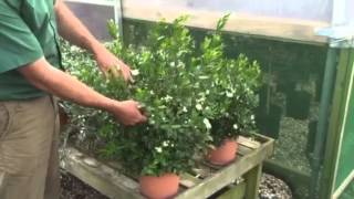 Myrtus Communis – The Evergreen Aromatic Shrub