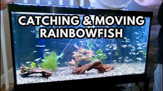 Catching and Moving Juvenile Rainbowfish 🐠  Rainbow and Angelfish Tank Swap